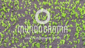 Borracha Granulada - aplicação na grama sintética